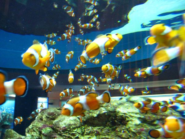 IMG_4681-cape-town-two-oceans-aquarium.JPG