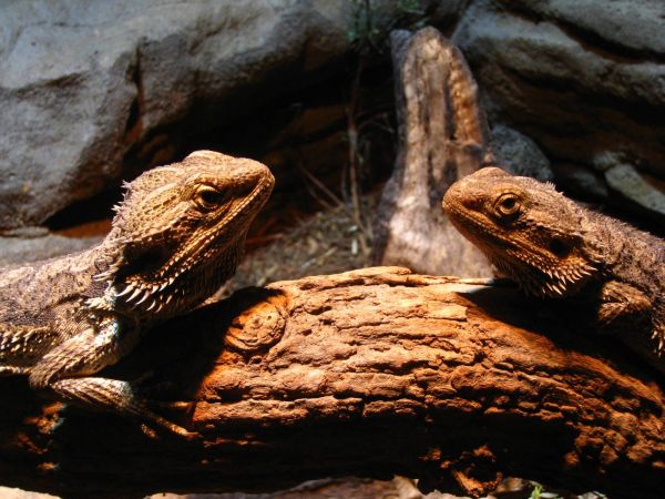 IMG_0271_sydney_vivarium.JPG