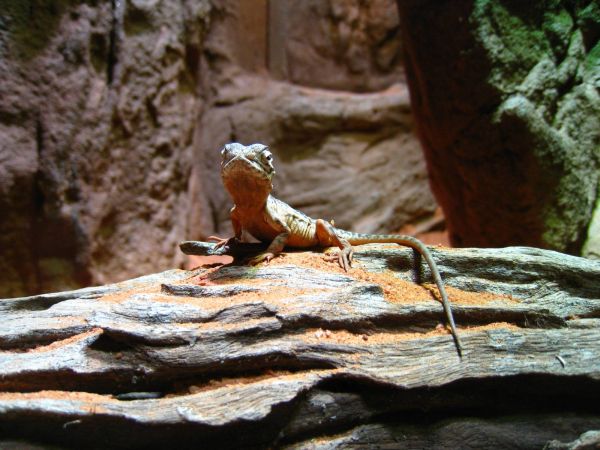 IMG_0278_sydney_vivarium.JPG