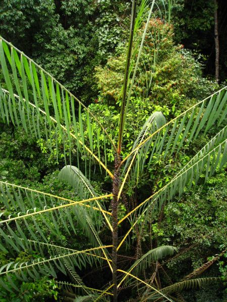 IMG_8459_taman_negara.JPG