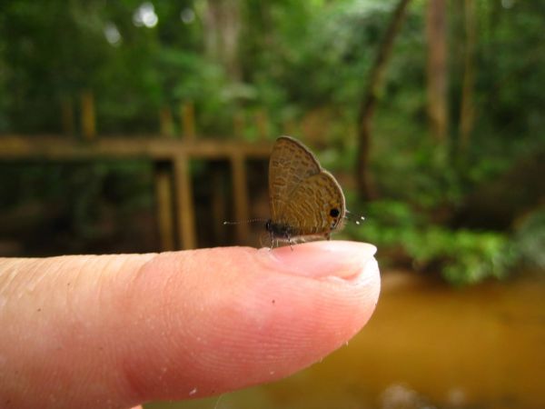 IMG_8491_taman_negara.JPG